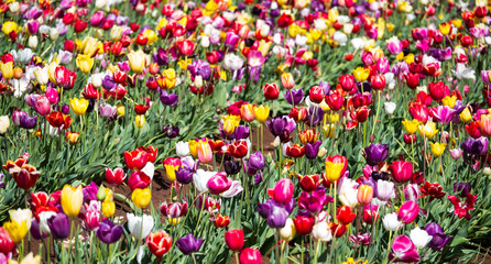 colourful tulips in spring