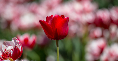 Red Tulip Shallow depth of field