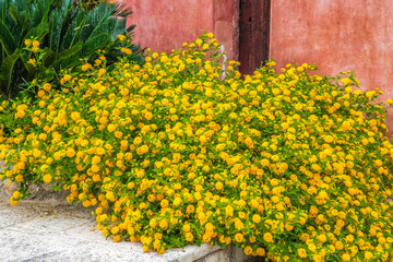 bush of yellow lantana