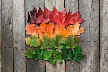 Naklejka na ściany i meble Fall Leaves arranged in a square grid on rustic wood table