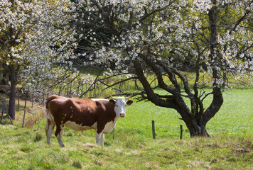Obraz premium Cow under flowering tree, (Bos taurus).