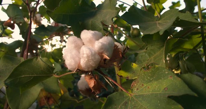 Dolly shot 4K, close-up,ripe the highest quality cotton in the green bushes, the glare of the sun in the lens