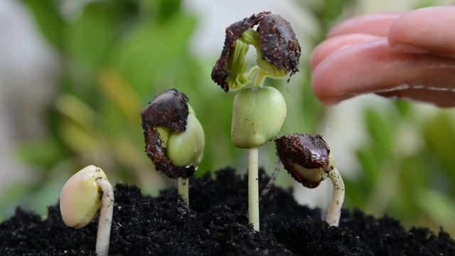 Seeding, Plant seed growing concept