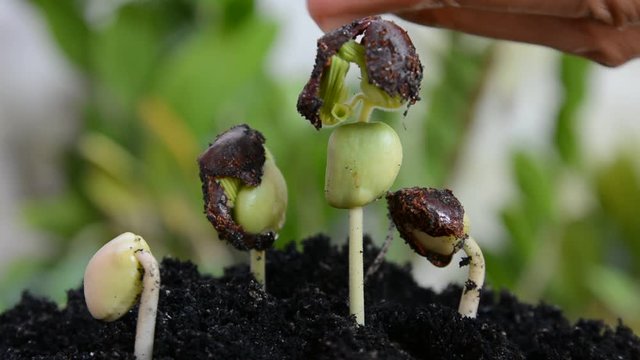 seed to tree, Seeding Plant seed growing step concept