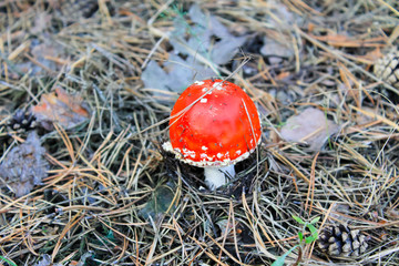 Red mushroom (Amanita Muscaria, Fly Ageric, Fly Amanita) in forest