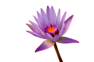 .Purple Lotus