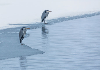 Heron standing on ice edge.