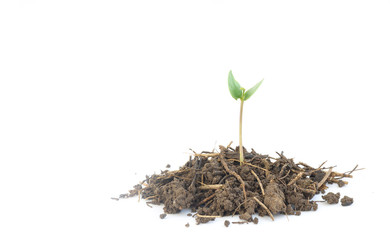 Young green plant isolated on a white background