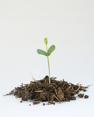 Young green plant isolated on a white background