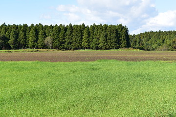 草原の向こうに針葉樹の森