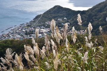 函館山山頂のススキ