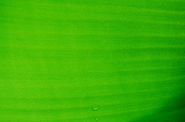 Close up green leaves,Texture background. 