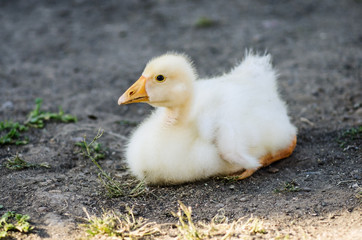 Gosling sitting on the ground in the yard of the rural house