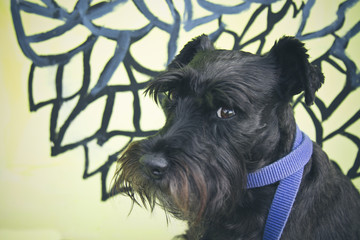 black schnauzer dog with graffiti on the wall