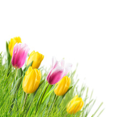 Background with Tulip and Grass