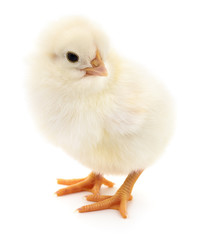 Obraz premium Small yellow chicken