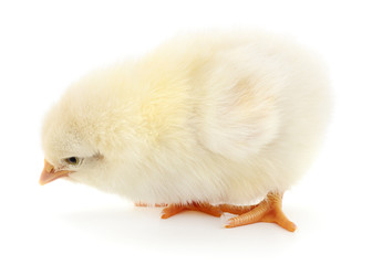Small yellow chicken