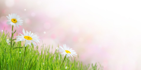 Spring Background with Flowers and Grass