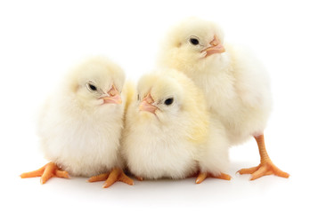 Obraz premium Three cute chicks.