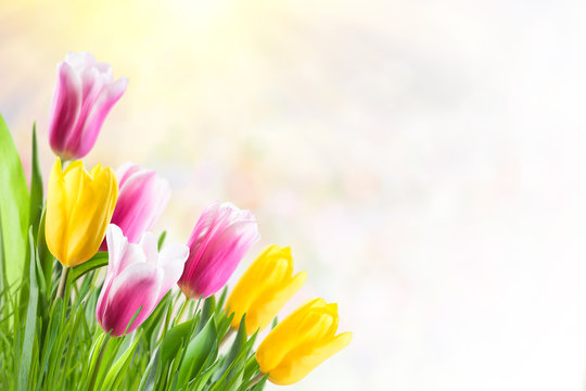 Background with Tulip and Grass