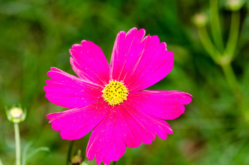 Fototapeta premium .Flowers in the garden