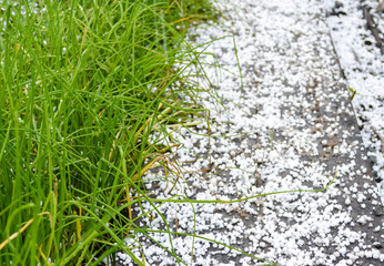 Снег и трава