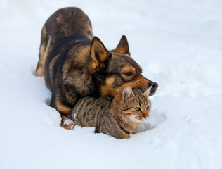Cat and dog best friends. Cat and dog playing together outdoor on the snow in winter