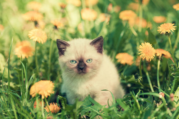 Naklejka na ściany i meble Siamese kitten sitting on lawn of dandelions