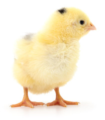 Fototapeta premium Small yellow chicken