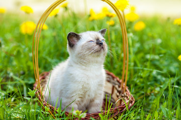 Cute Siamese kitten sitting in a basket on a meadow of dandelions © vvvita
