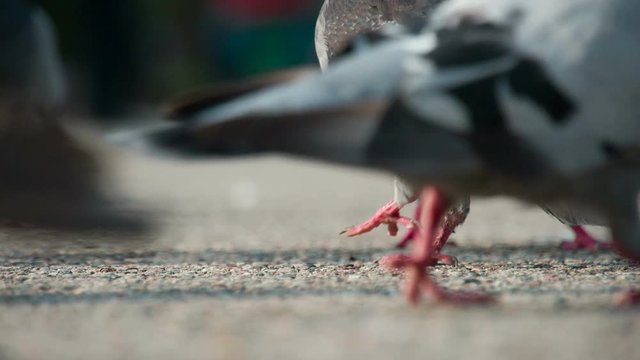 Grain for Urban Pigeons