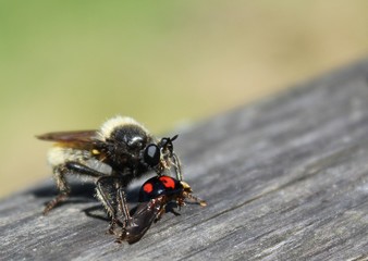 Rape fly eats kidney spotted Ladybug beetle 