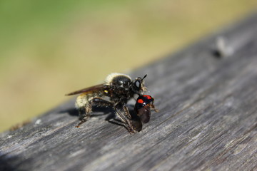 Rape fly eats kidney spotted Ladybug beetle 