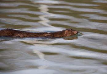 Obraz premium American mink