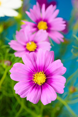 Obraz premium コスモスの花