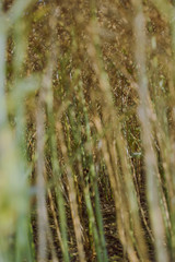 Obraz premium Rape field