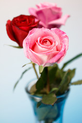 ラナンキュラス