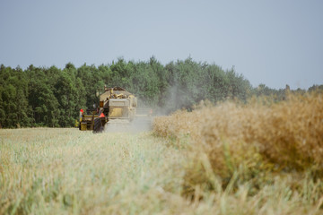 Fototapeta premium Combine harvesting the rape field