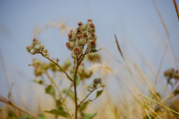 autumn dry grass sedge
