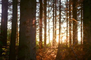 Magic lights in forest
