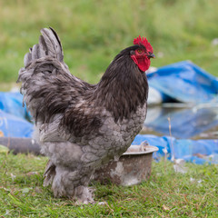 rooster on a farm closeup