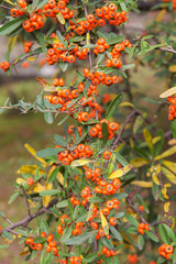 Pyracantha branches with ripe berries
