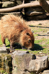カピバラのポートレート