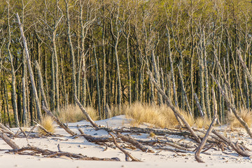 beautiful view of the coastal dunes