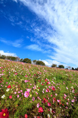 コスモス畑＠長崎県諫早市白木峰