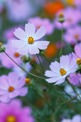 Fototapeta premium コスモスの花
