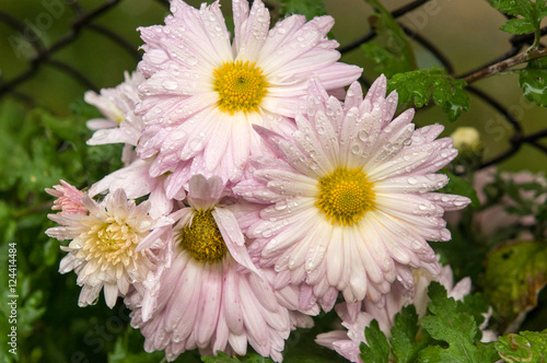 "White flower in the garden" Stock photo and royalty-free images on