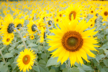 Obraz premium ヒマワリの花