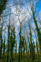 tree covered with ivy