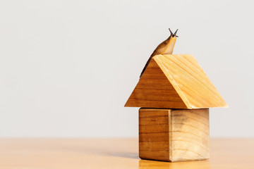 Obraz na płótnie Canvas Wooden house and slug